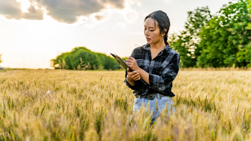 Produtora rural avalia sua colheita de trigo em meio a um campo, utilizando um tablet para monitorar dados agrícolas e planejar sua produção sustentável